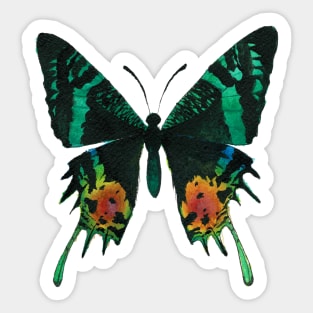 Madagascan Sunset Moth Watercolor Illustration Sticker